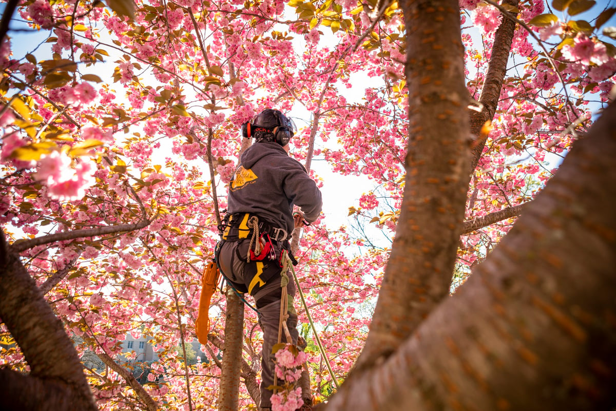 tree care team member climbs tree to prune