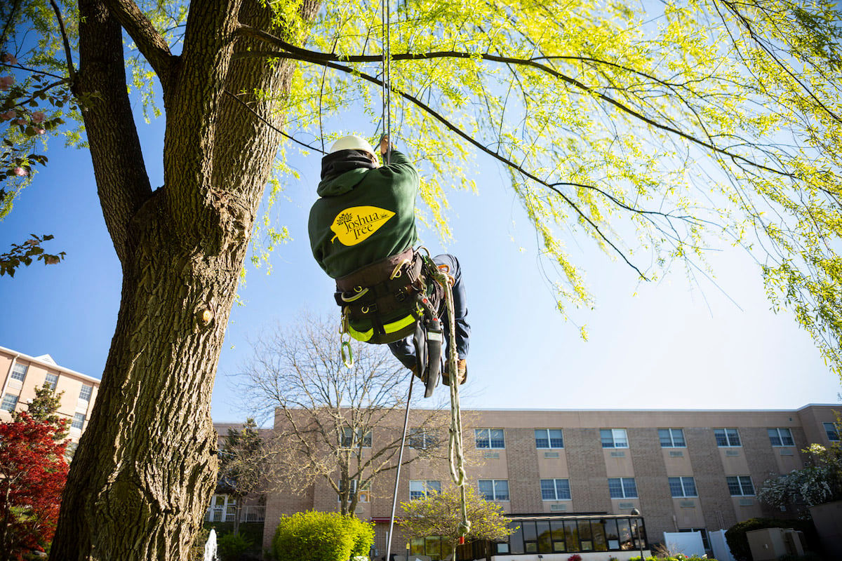 arborist climbs tree to prune