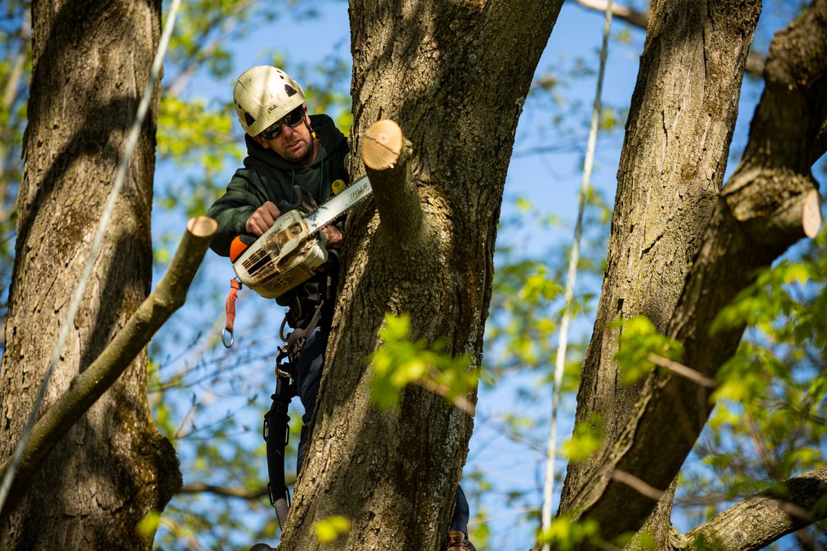 Arborist tree climber pruning tree with chainsaw