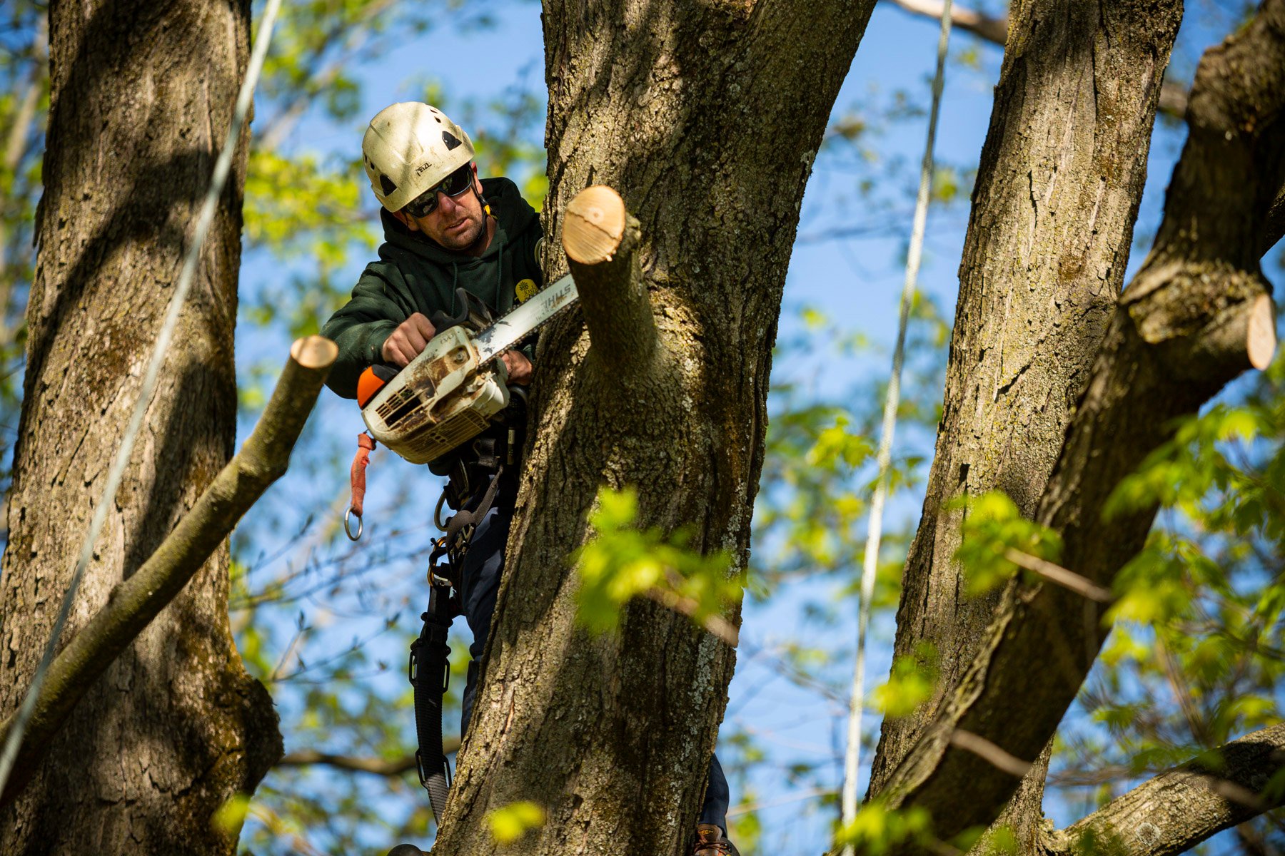 arborist pruning tree with chainsaw with hardhat and eye protection