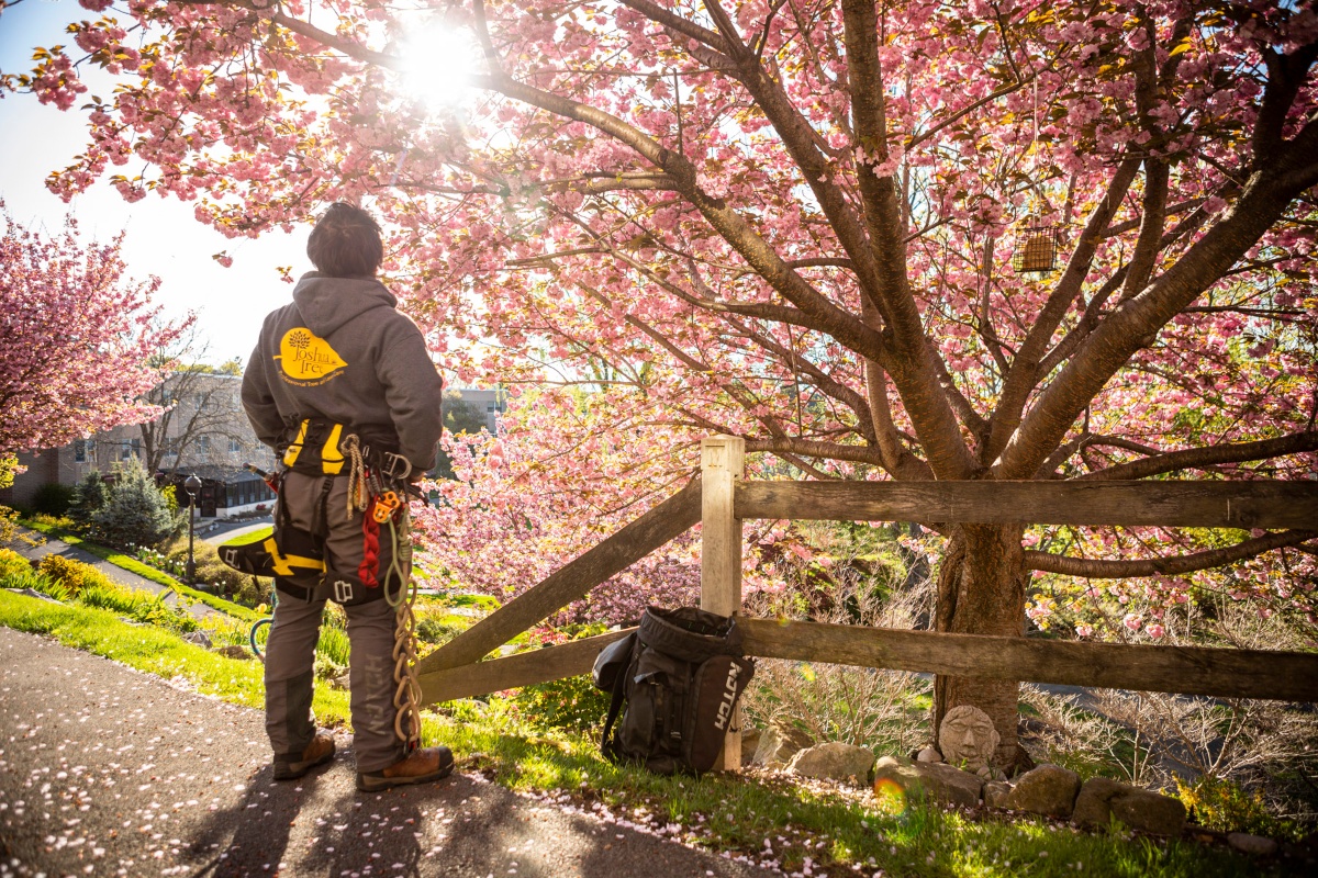 arborist looks up at tree with climbing gear on