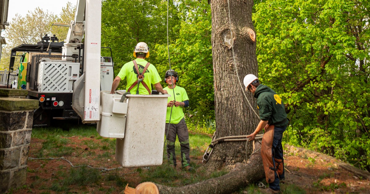 tree removal team in bucket and on ground removing large tree
