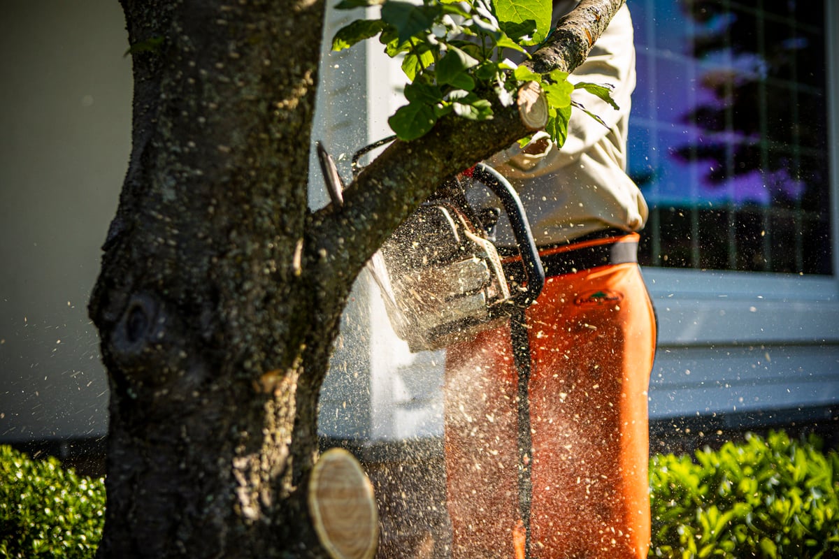 tree care expert uses chainsaw to cut tree