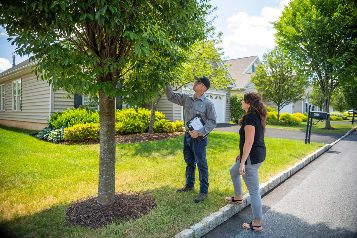 tree care expert inspects tree with customer