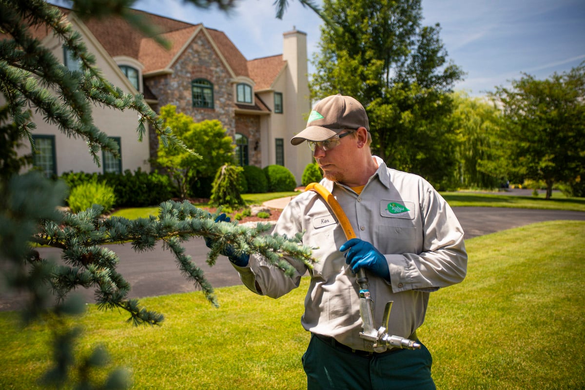 tree care expert inspects tree