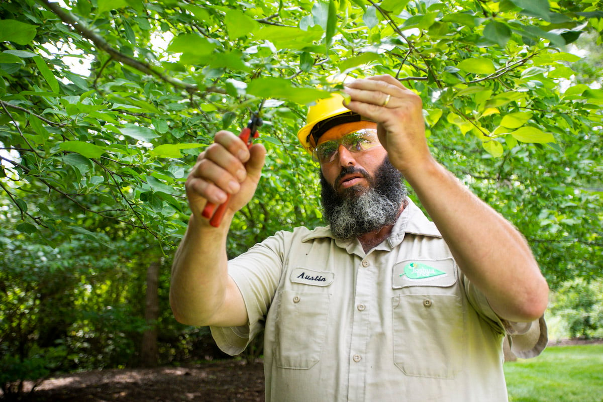 tree care technician prunes tree