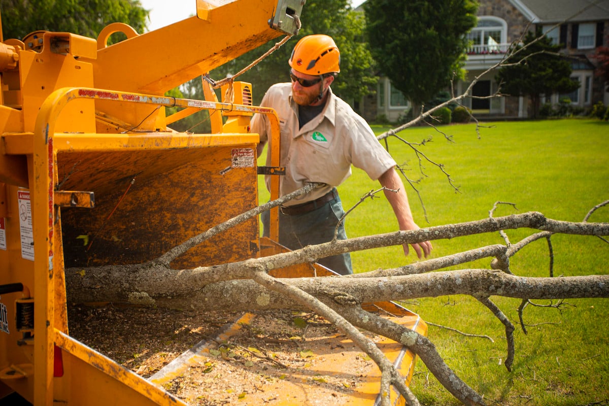 tree care expert puts branch in wood chipper