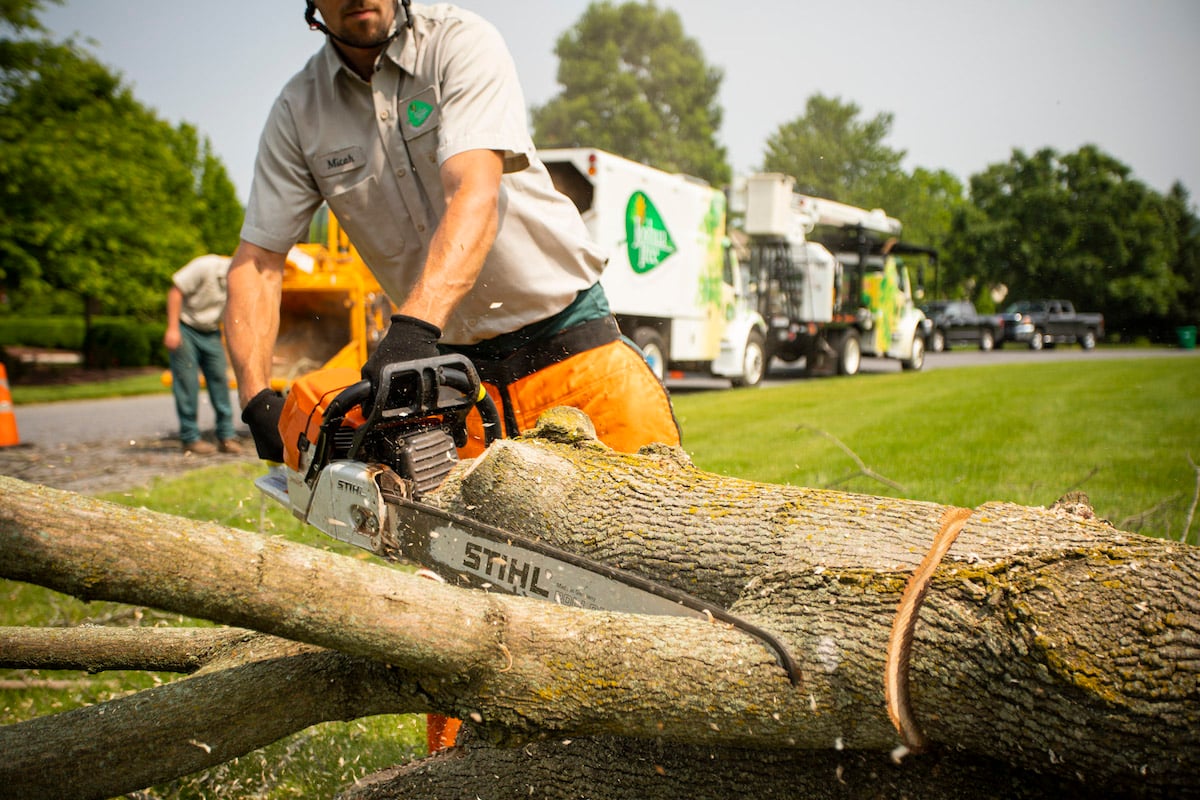 tree care expert cuts tree with chainsaw and truck in background