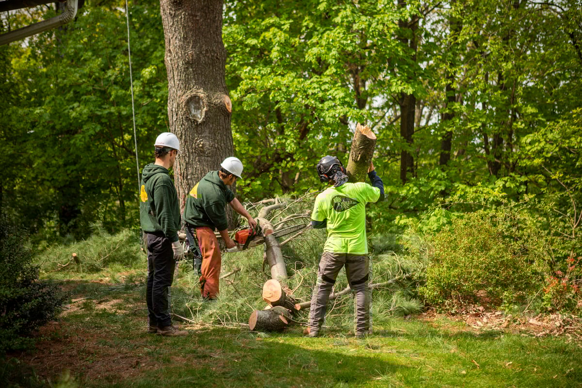 tree removal team uses a chainsaw to cut large limb