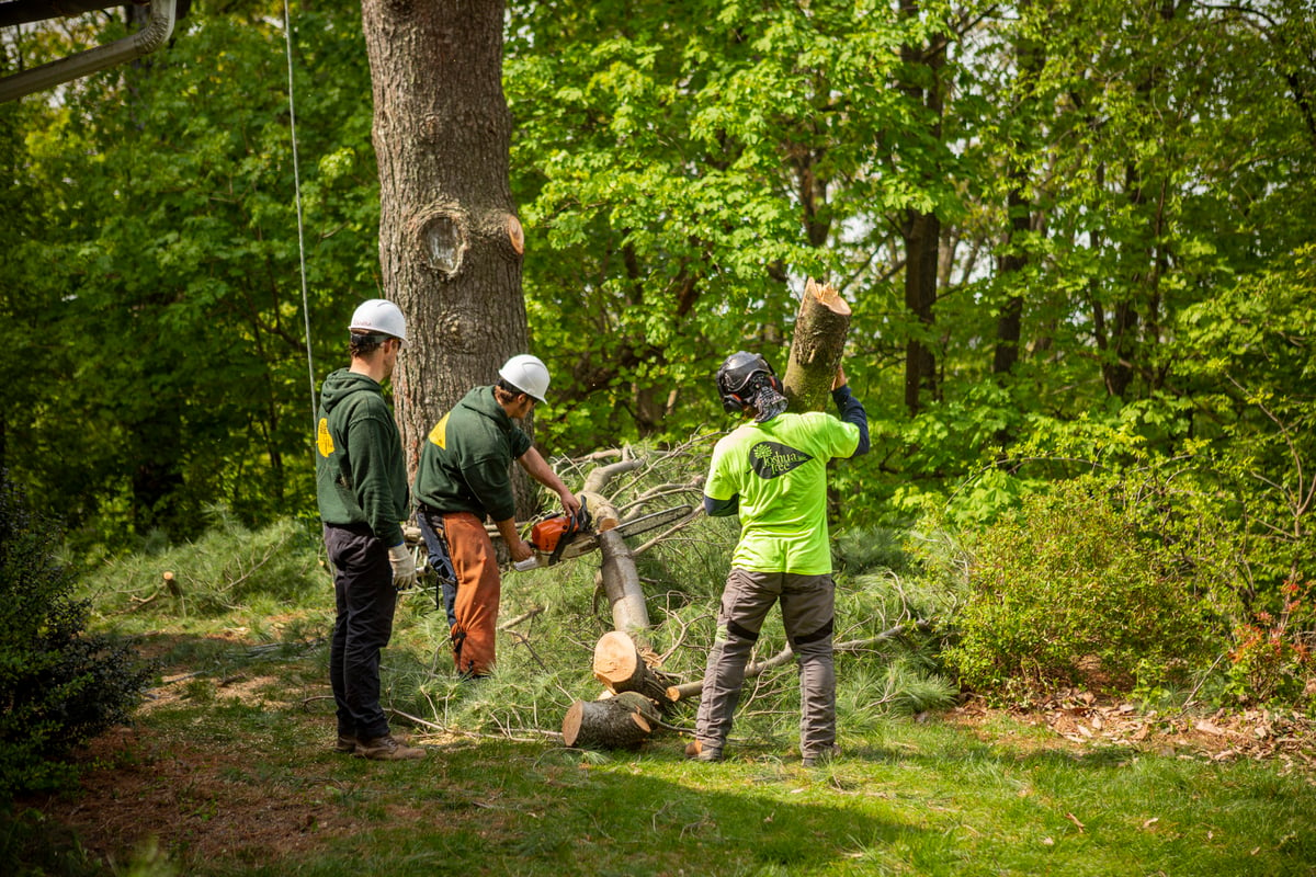 tree removal team uses a chainsaw to cut large limb