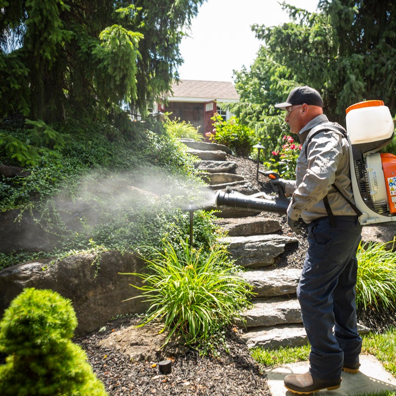 pest control expert sprays for mosquitoes