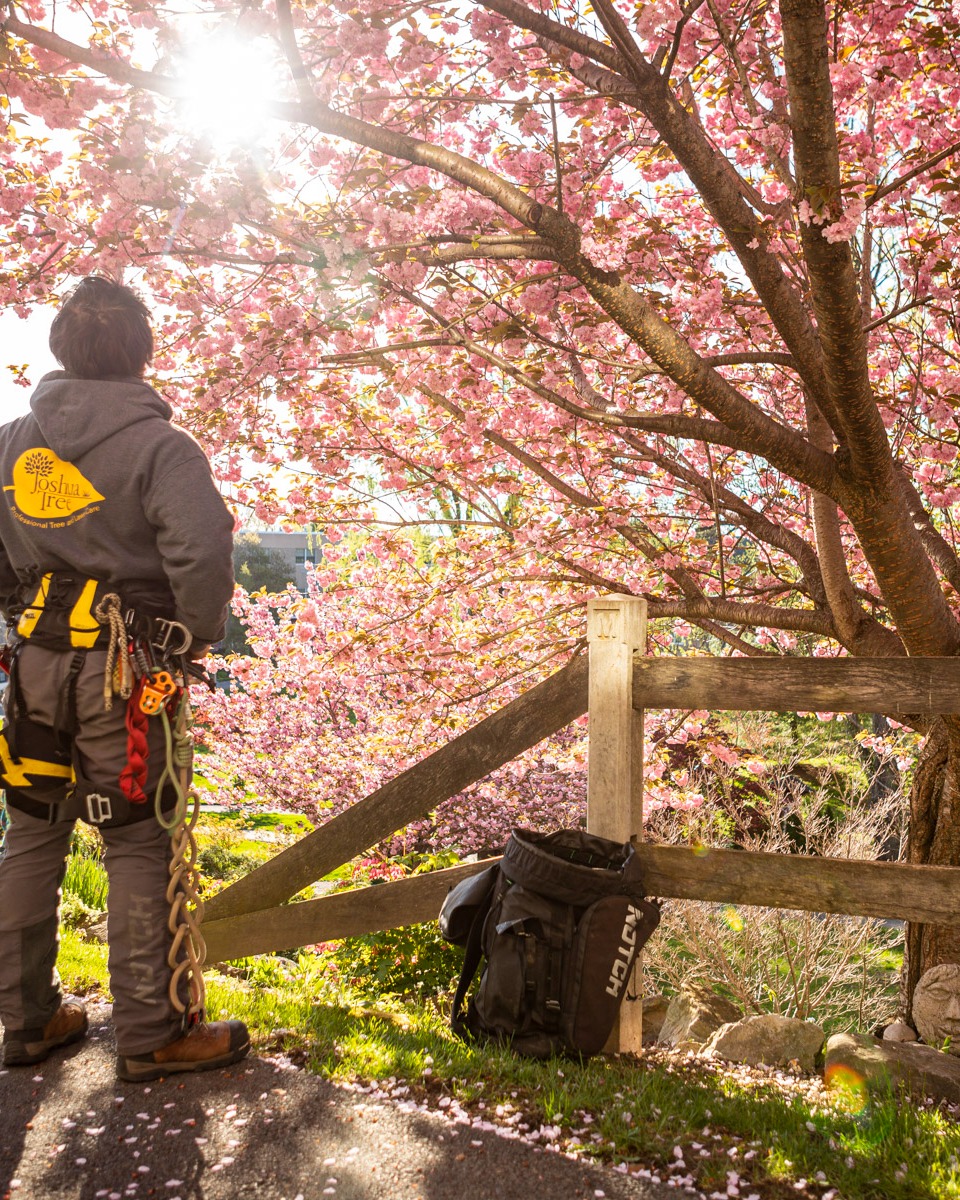 Arborist tree climber