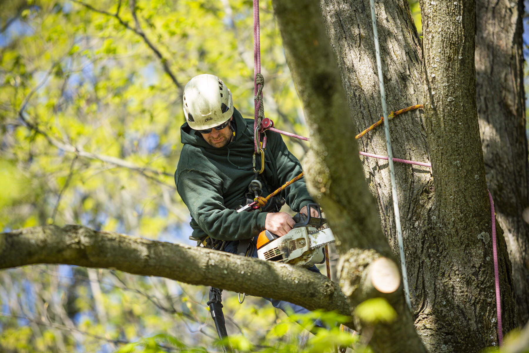 Tree Service Business for Sale How to Spot the Best Deal