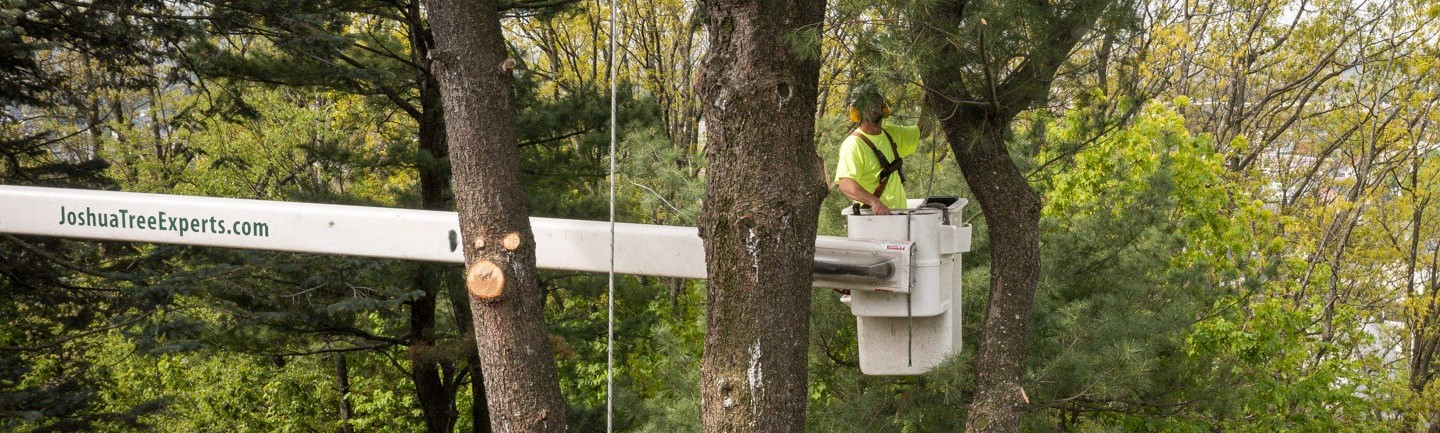 A Joshua Tree Experts professional is preparing for tree work services while standing in a elevated bucket truck. The worker is dressed in safety gear, including a hard hat and a harness, and is positioned at the edge of the truck’s extended arm. The bucket truck is parked near a large tree, indicating the setup for upcoming tree maintenance or removal tasks.